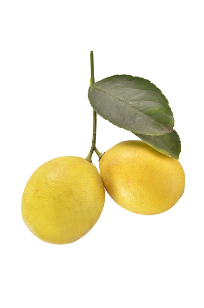 Citrons sur fond blanc
 - Photo, image
