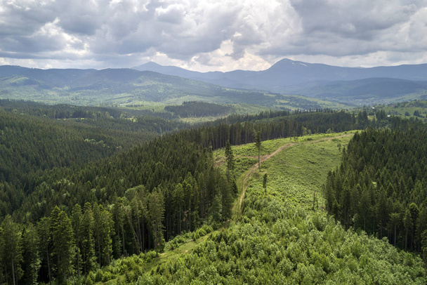 Vista aérea de las verdes montañas de los Cárpatos cubiertas de hoja perenne
 - Foto, Imagen