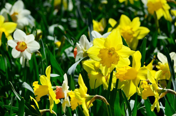 Duże żonkile ogrodowe w kwietniku, wczesnowiosenne kwiaty symbol Wielkanocy - Zdjęcie, obraz
