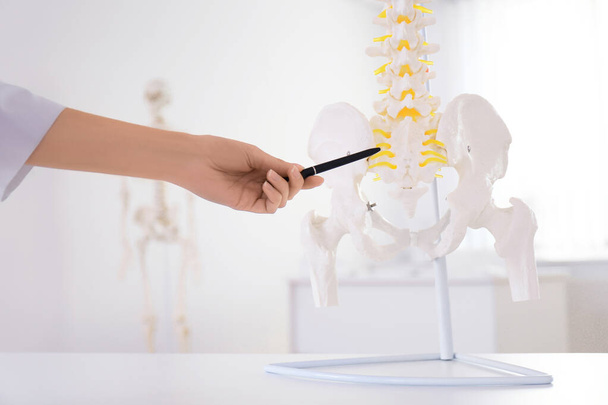 Orthopedist pointing on human spine model in clinic, closeup - Φωτογραφία, εικόνα