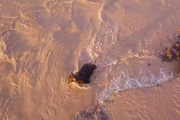 Brązowy niedźwiedź Grizzly łapie łososia w rzece. Polowanie na niedźwiedzie tarło - Zdjęcie, obraz