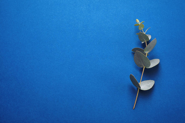 Eucalyptus branch on bright background, top view with space for text. Color of the year 2020 (Classic blue) - Valokuva, kuva