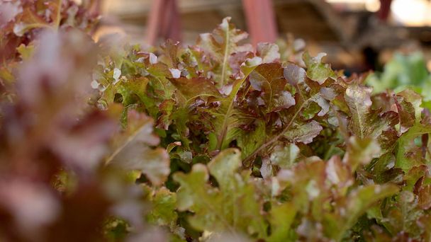 Bahçede büyüyen makro fotoğraf yenilebilir sebzeler - Fotoğraf, Görsel