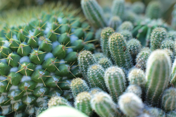 Zöld növény kaktusz virág tövisekkel és tüskékkel - Fotó, kép