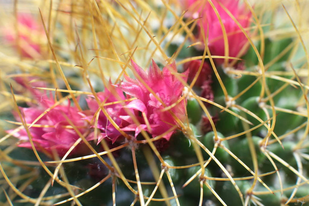 Zöld növény kaktusz virág tövisekkel és tüskékkel - Fotó, kép