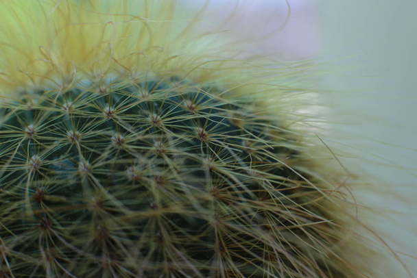 Flor de cactus de planta verde con espinas y espinas
 - Foto, imagen