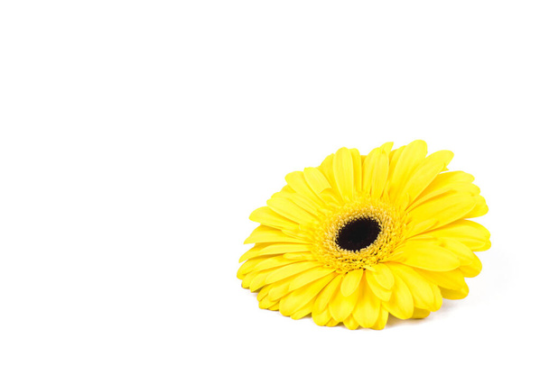 Yellow gerbera flower isolated on white background. - Zdjęcie, obraz