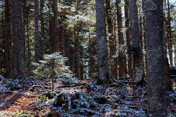 Sunny autumn morning in pine forest beautiful natural landscape - Foto, Imagem