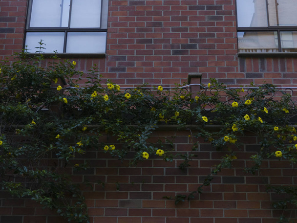 Jardinera con flores amarillas en las afueras de edificio de ladrillos con ventanas de vidrio y cortinas blancas - Photo, image