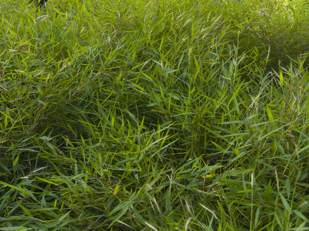 Pradera verde de grama alta por montones con luz de verano - Foto, afbeelding