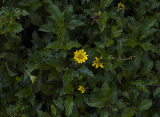 Flor silvestre amarilla creciendo en un arbusto verde muy pocos flores la soledad de la naturaleza - Foto, afbeelding