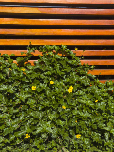 Pared de Listones de madera con plantas silvestres y flores amarillas enredndose entre la madera - Foto, afbeelding