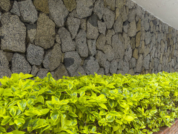 Jardinera Verde delante de save de piedra y maceta de ladrillo. Arquitectura Kolombiya - Fotoğraf, Görsel