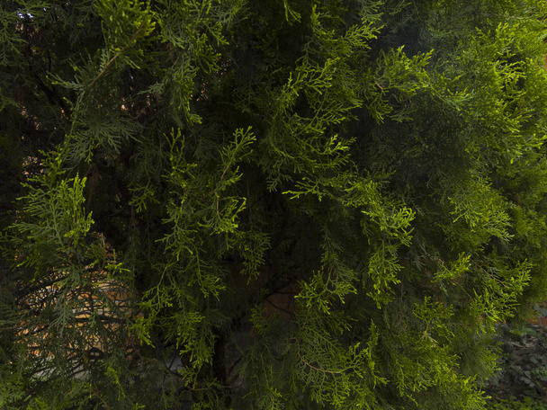 Primer plano de ramas de pino verde - Foto, Bild