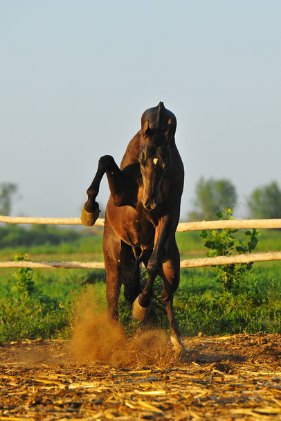 Angry stallion rears in paddock and hits with the front legs. Vertical, in the middle, in motion. - Photo, Image