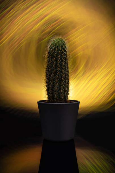 Photo of a cactus on a black background - Foto, Imagem