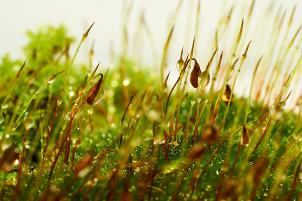 Bryophyta, Macro shot of moss with drops of water - Photo, Image