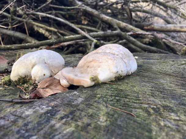 Pilz - Wurzelweißer Schwamm wächst auf Baumstumpf im Buchenwald - Foto, Bild