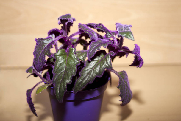 Krytá rostlinná gynura s fialovými lávami (gynura skandens) - Fotografie, Obrázek