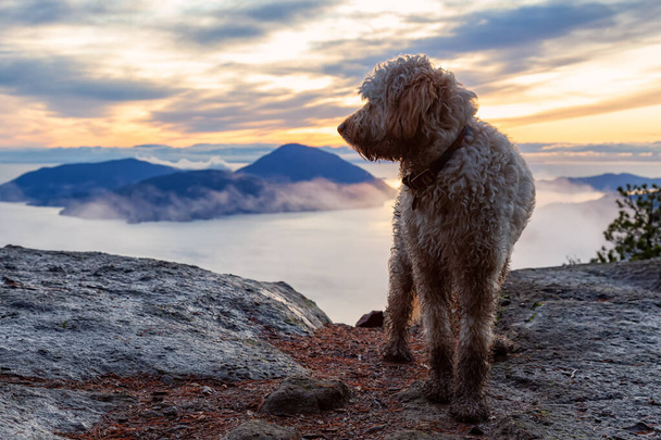 Dog Hiking in the Mountains - Zdjęcie, obraz