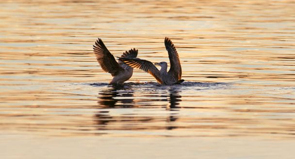 Seagulls fighting over a fish in the mediterranean sea at sunset - Photo, Image