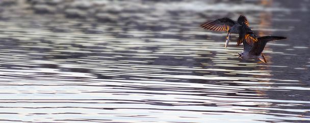 Летающие чайки сражаются за рыбу в Средиземном море на испанском побережье
 - Фото, изображение
