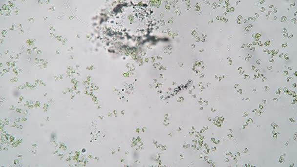 La ameba se mueve rápido en una gota de agua timelapse
 - Metraje, vídeo