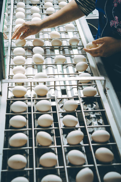 яйцеводческая птицефабрика
 - Фото, изображение
