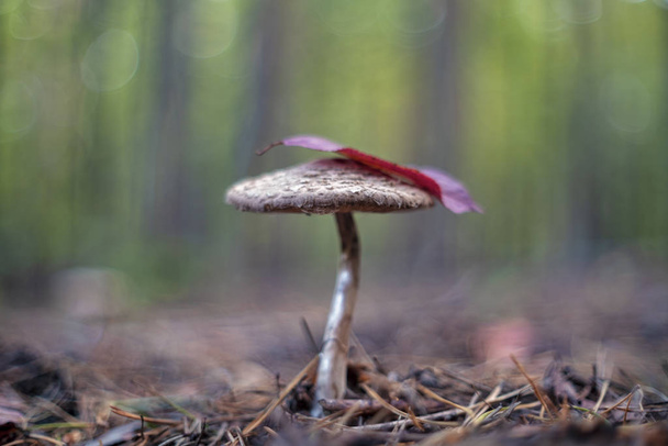 Macrolepiota procera, зонтичный гриб - Фото, изображение
