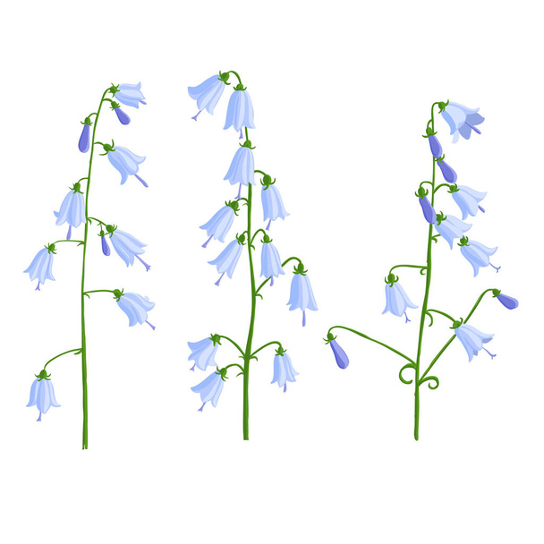 vector drawing bell flowers - Vetor, Imagem