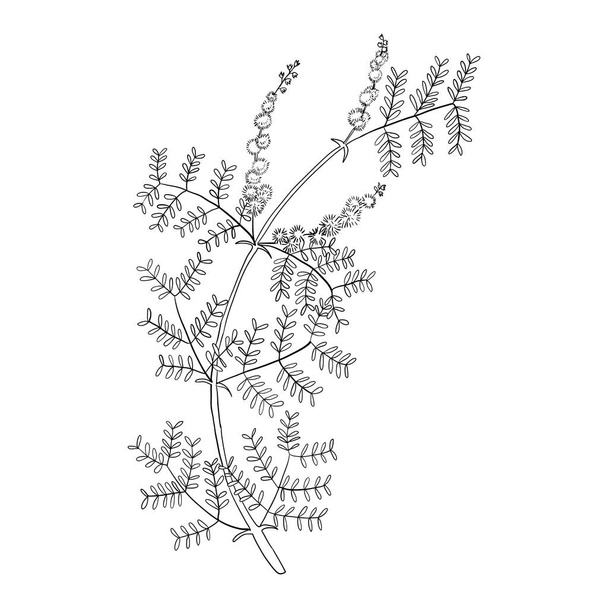 vector drawing gum arabic flower - Vector, Image