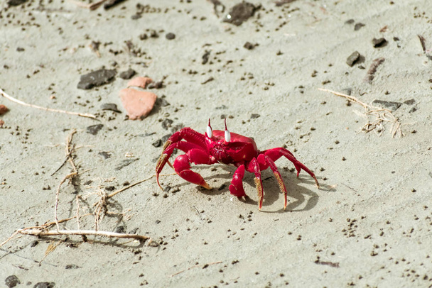 Christmas Island red crab (Gecarcoidea natalis), a Brachyura land crab or red crazy ant shellfish Gecarcinidae species that is endemic to Christmas Island and Cocos (Keeling) Islands in Indian Ocean. - Photo, Image