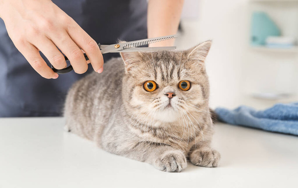Peluquería corte de pelo de gato en salón
 - Foto, imagen