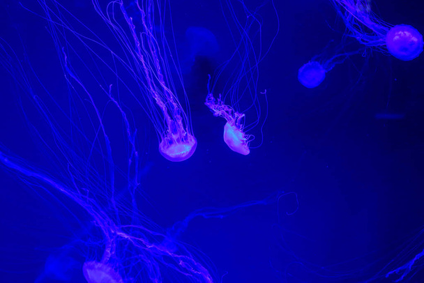 Hermosa caja de medusas venenosas de colores, medusas en el acuario con fondo negro, primer plano de la caja de medusas en el agua del océano en el mar azul profundo
 - Foto, Imagen