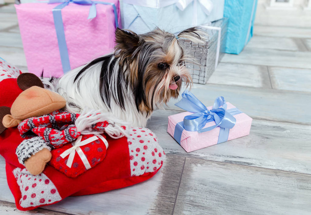 small fluffy dog of Terrier breed with gift boxes, welcome gift, - Photo, Image