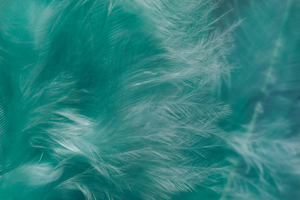 Close up Hermosas tendencias verdes pájaro pluma patrón textura fondo. Macro fotografía vista
.  - Foto, Imagen