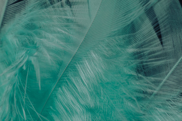 Close up Lindas tendências verdes fundo de textura padrão de penas de pássaro. Fotografia macro vista
.  - Foto, Imagem