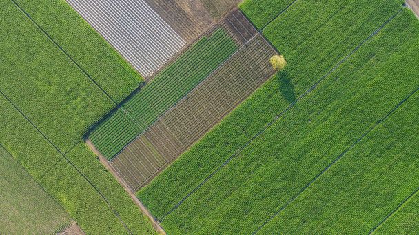Kukoricafarm a mezőgazdasági termelők területén Thaiföldön, légi felvétel, beaut - Fotó, kép