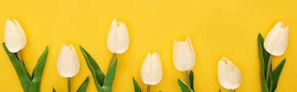 Draufsicht auf Tulpen auf farbenfrohem gelben Hintergrund, Panoramaaufnahme - Foto, Bild