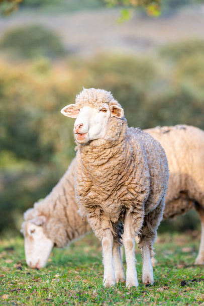 Belle pecore al pascolo nel campo
 - Foto, immagini