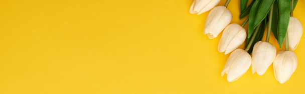ylhäältä näkymä kevään tulppaanit värikäs keltainen tausta, panoraama laukaus
 - Valokuva, kuva