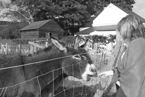 Tourist auf einem Bauernhof füttert Esel in Schwarz-Weiß - Foto, Bild