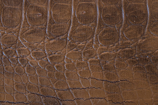 pele de crocodilo como fundo closeup
 - Foto, Imagem