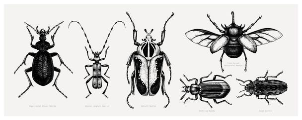 Vector collection of high detailed insects sketches. Hand drawn  - Vektori, kuva
