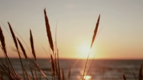 Παστέλ ηλιοβασίλεμα στη θάλασσα με ξηρά χλόη μπαχαρικό του ανέμου στην μπροστινή όψη - Πλάνα, βίντεο