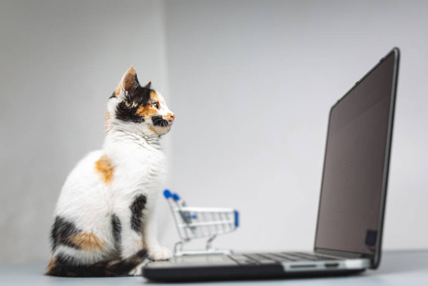 γατάκι κάθεται μπροστά από ένα φορητό υπολογιστή και ένα καλάθι - Φωτογραφία, εικόνα
