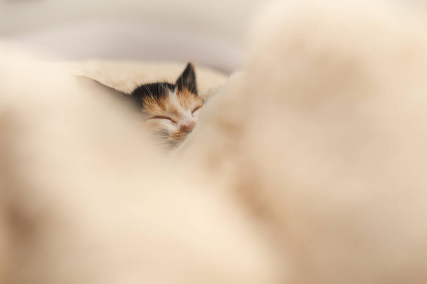 salvato gattino dormire - Foto, immagini
