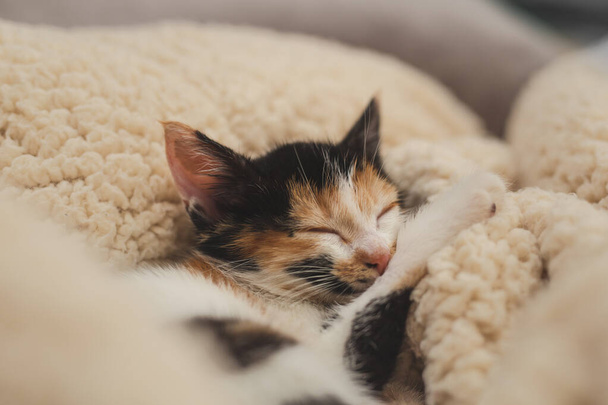 rescued kitten sleeping - Photo, Image