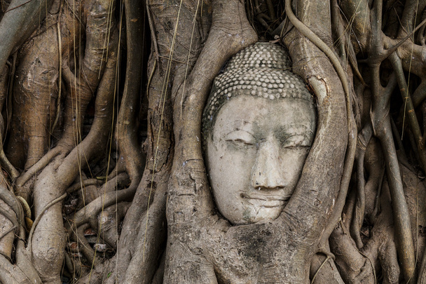 προτομή Βούδα στο banyan δέντρο - Φωτογραφία, εικόνα