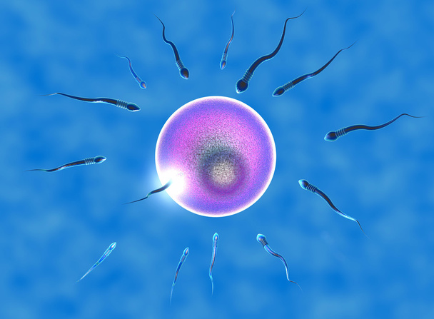 Conception, ovule and sperm - Photo, Image